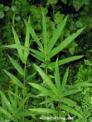 Arundinaria gigantea